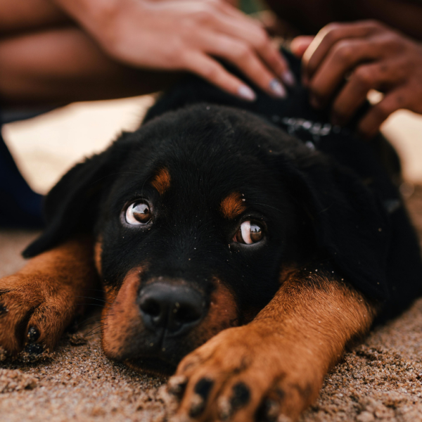 සුරතල් සතුන් ළමයින්ට අවශ්‍ය ඇයි ?