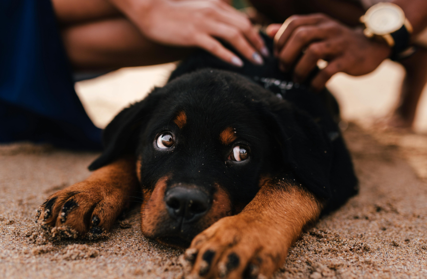 සුරතල් සතුන් ළමයින්ට අවශ්‍ය ඇයි ?