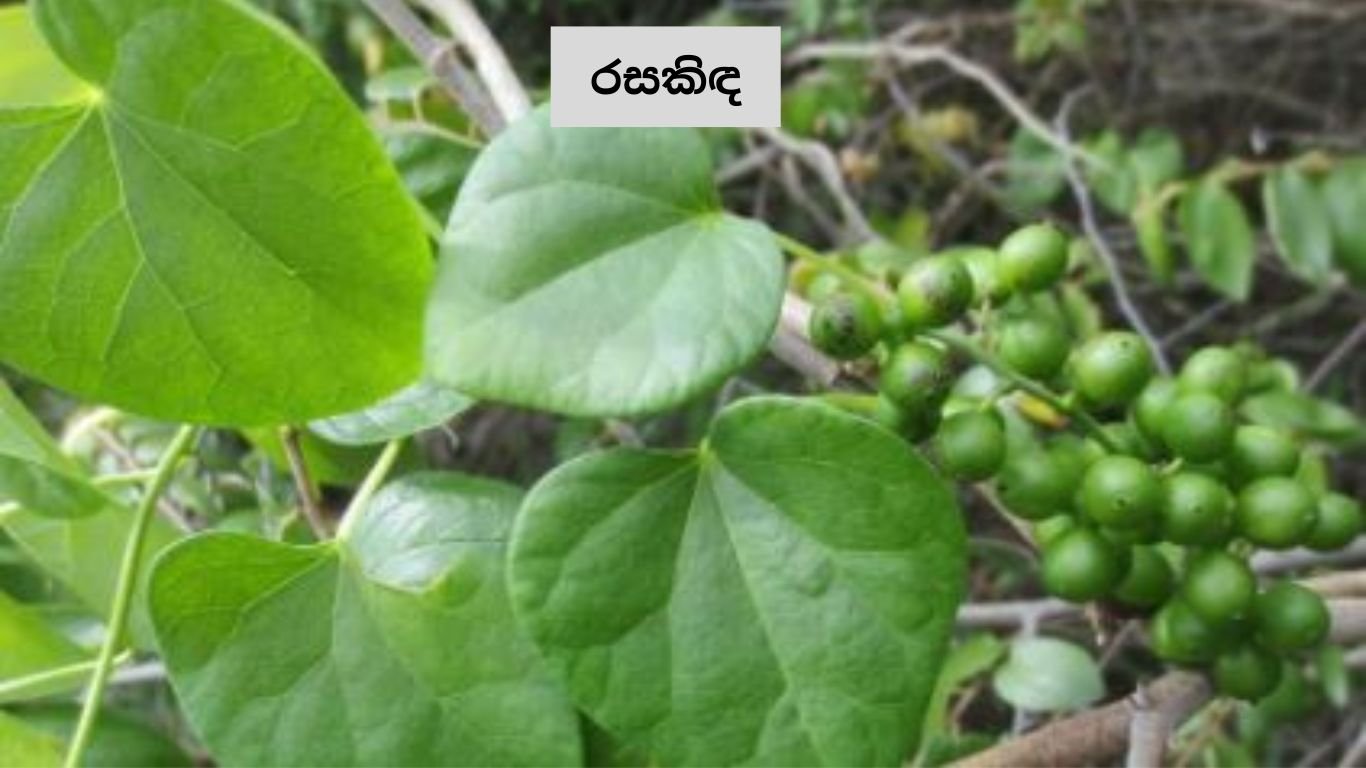 Taste the great blood purifying herb