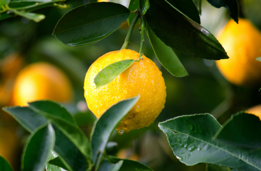 බොන වතුර වීදුරුවට ලෙමන් පෙත්තක් එක් කරමු.