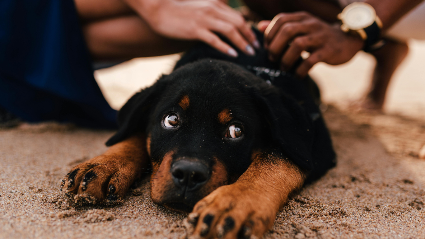 සුරතල් සතුන් ළමයින්ට අවශ්‍ය ඇයි ?