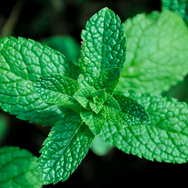 Peppermint plant (Mentha x piperita)