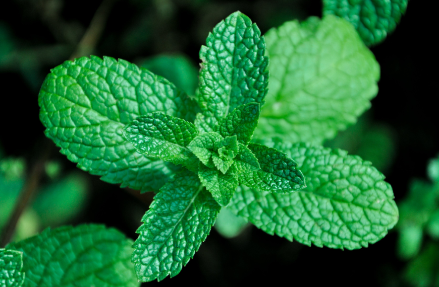 Peppermint plant (Mentha x piperita)