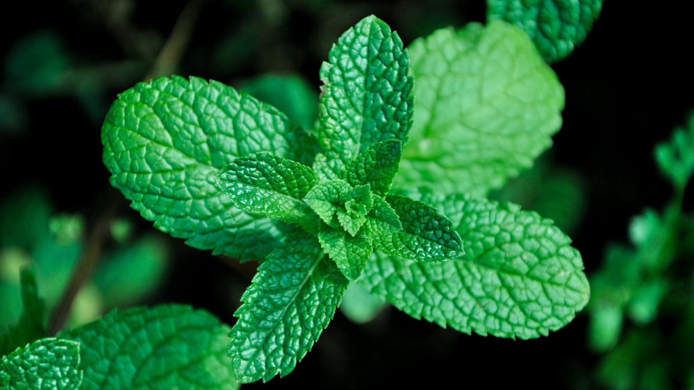 Peppermint plant (Mentha x piperita)