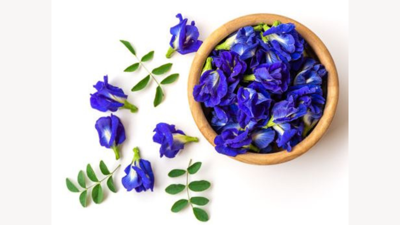 Clitoria ternatea