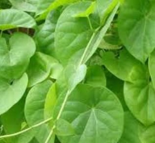 vine plant
