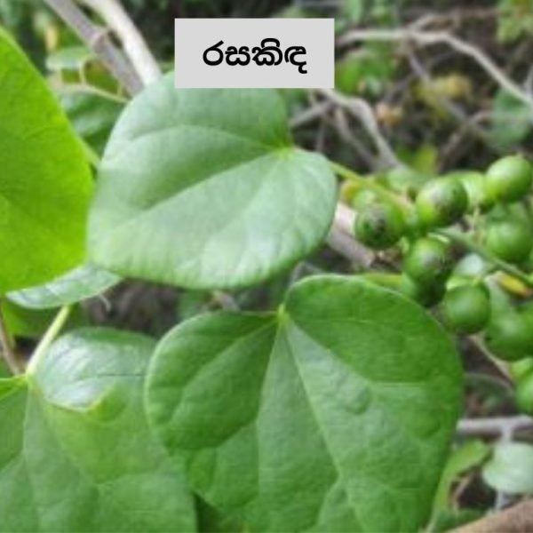 Taste the great blood purifying herb