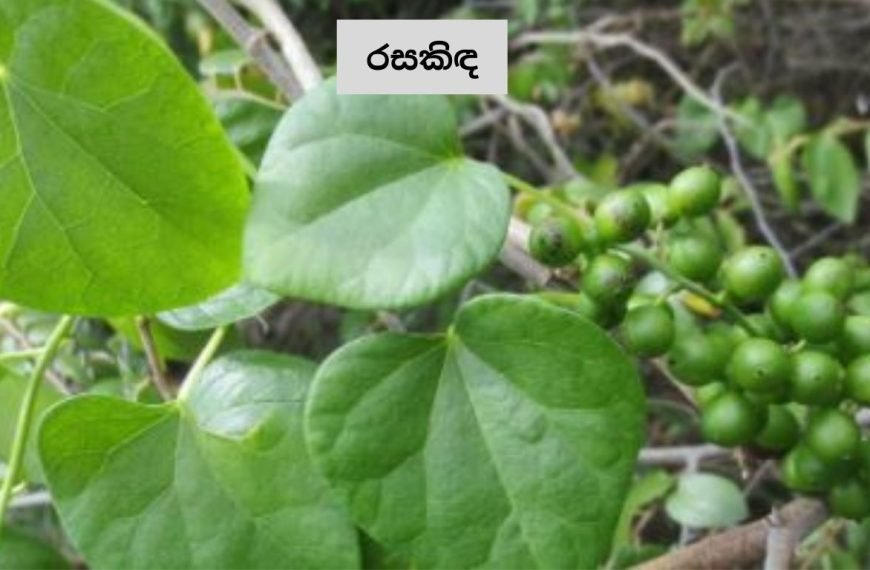 Taste the great blood purifying herb